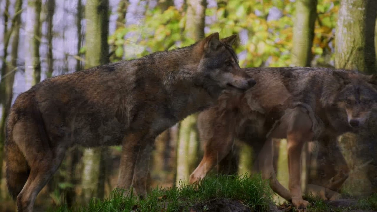 Мои видеоролики. Фотограф для хороших людей в Юрге, Томске, Кемерово, Республике Алтай