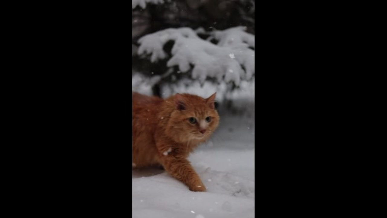 Видео. Фотограф в Новосибирске