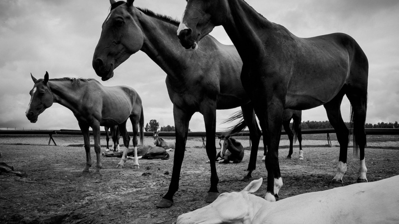 Шаэль. Фотограф Таня Ремизова