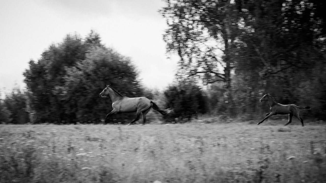 Шаэль. Фотограф Таня Ремизова