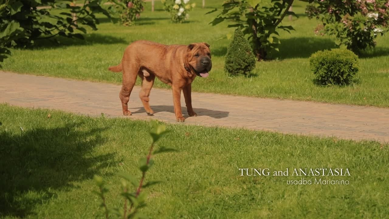 Tung and Anastasia. Свадебный фотограф и видеограф