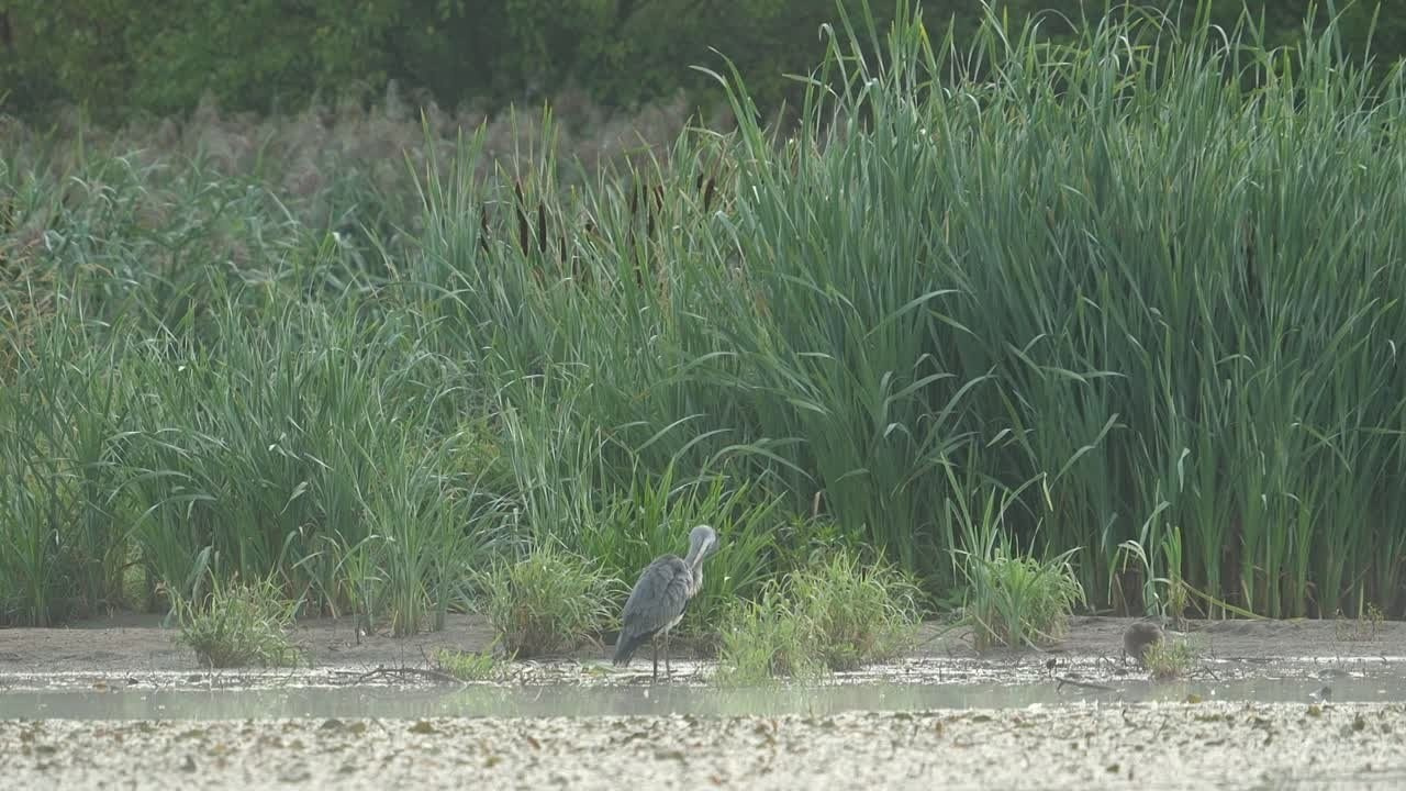 Видеосъемка живой природы. Интерьерный и архитектурный фотограф в Москве Панова Ольга