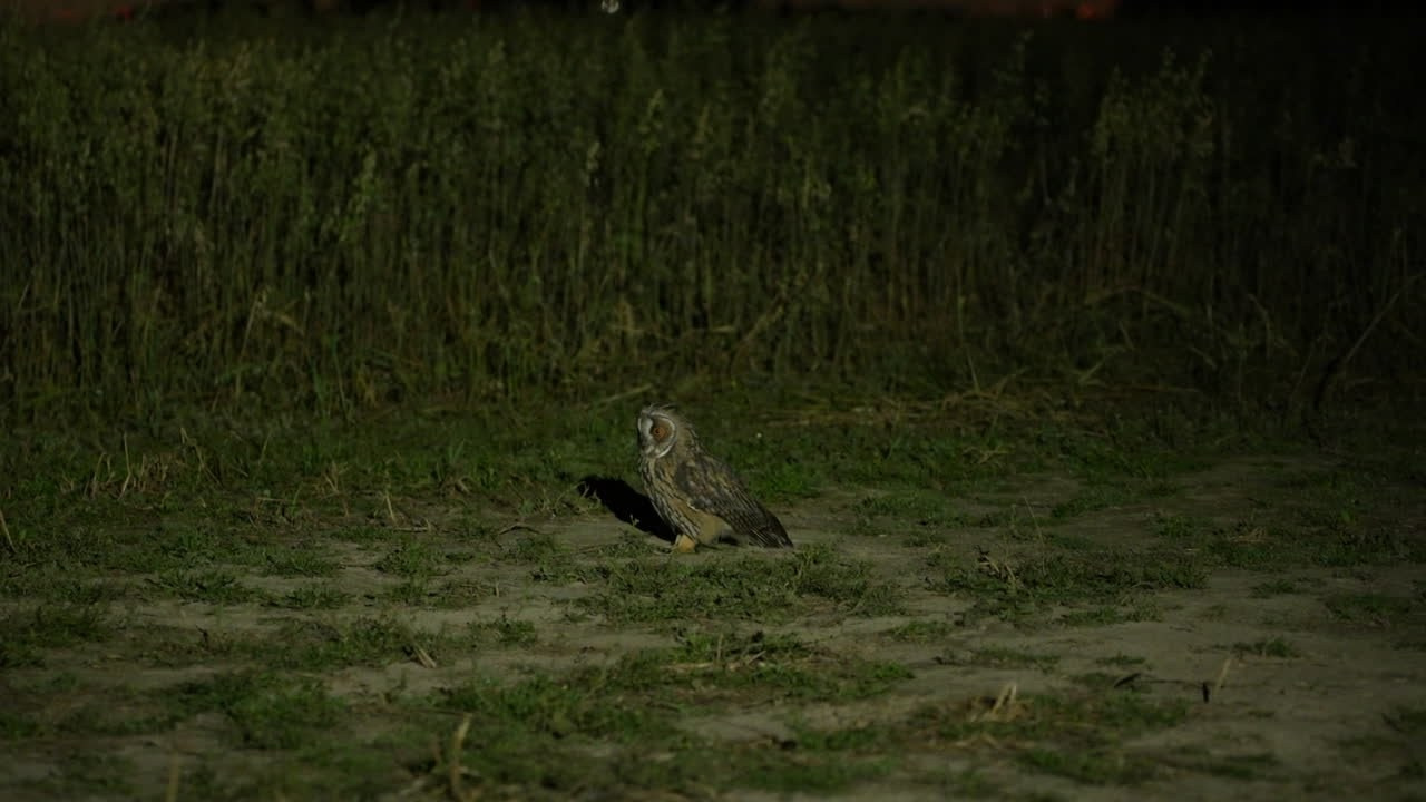 Видеосъемка живой природы. Интерьерный и архитектурный фотограф в Москве Панова Ольга