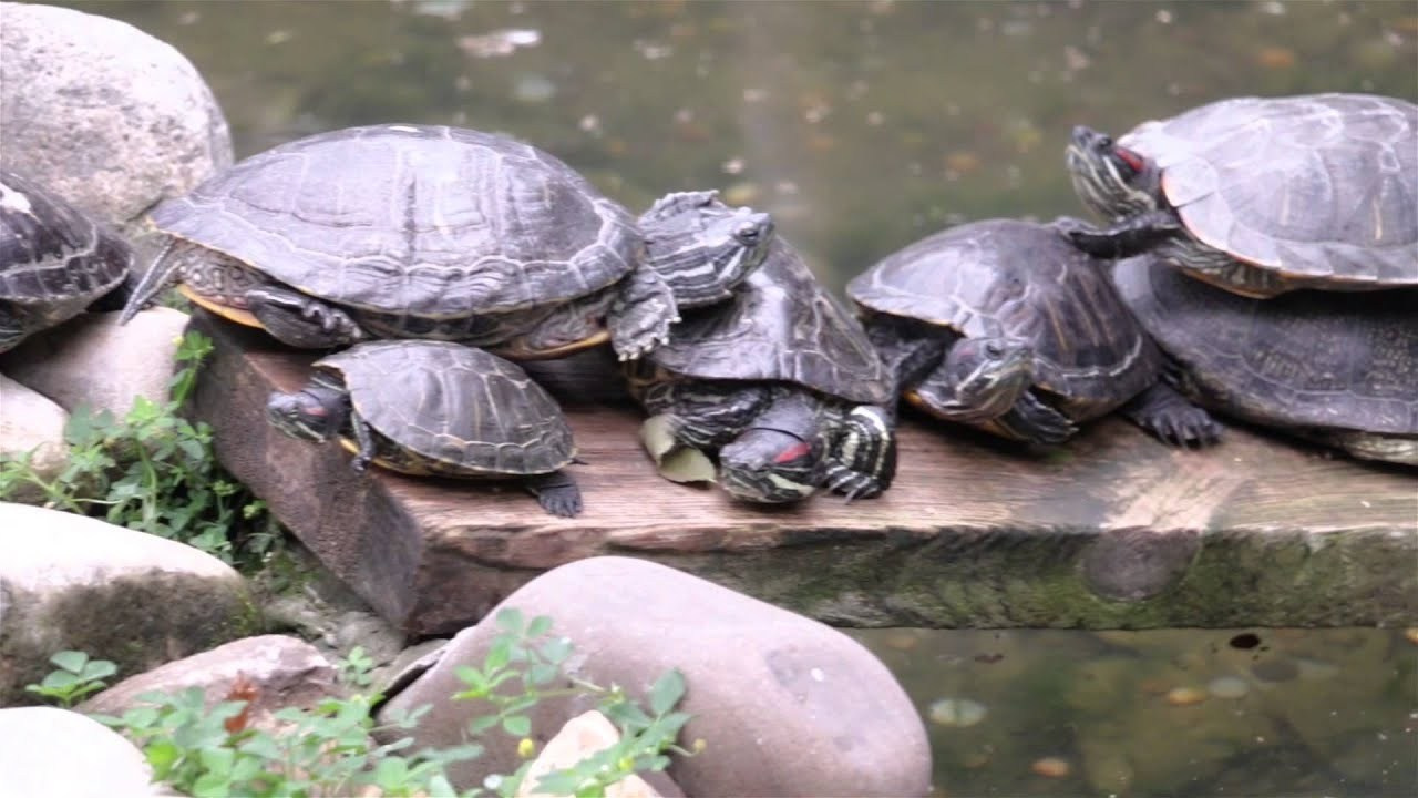 Свадебная видеосъемка. Свадебный фотограф, видеограф в Самаре, Самарской области. Видеосъемка