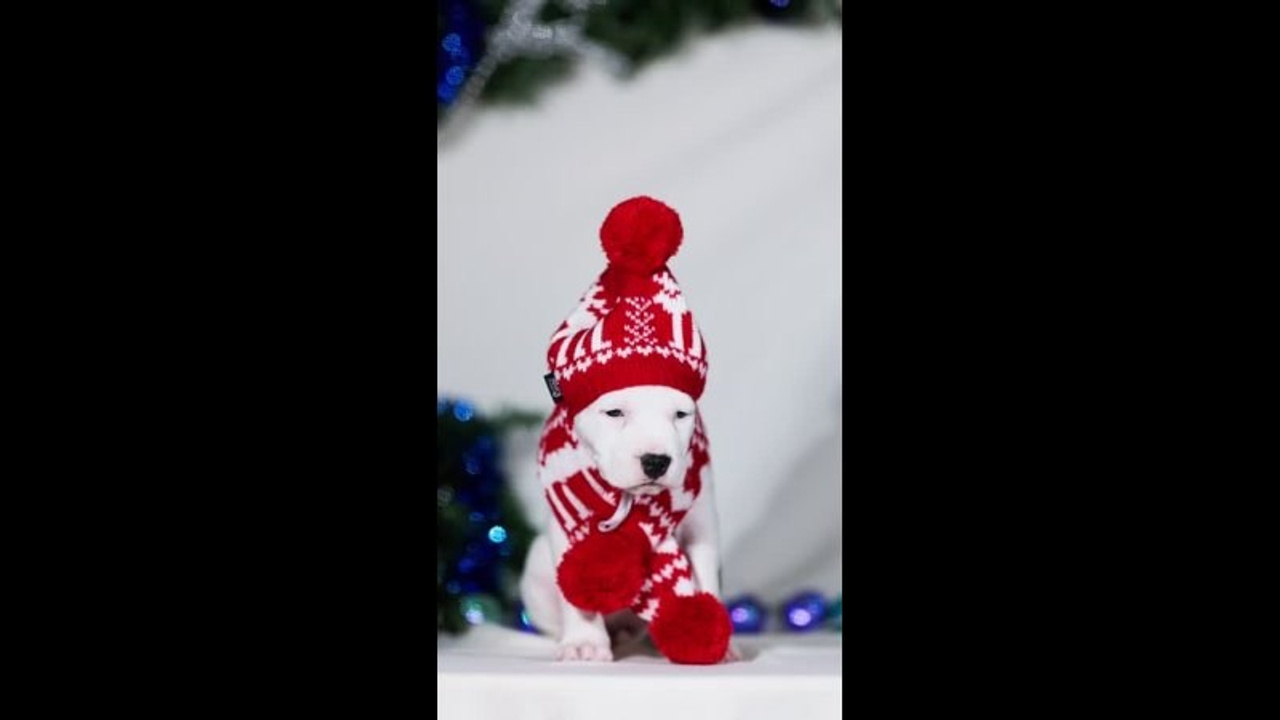 Видео. Фотограф-анималист в Москве Евгения Старостина