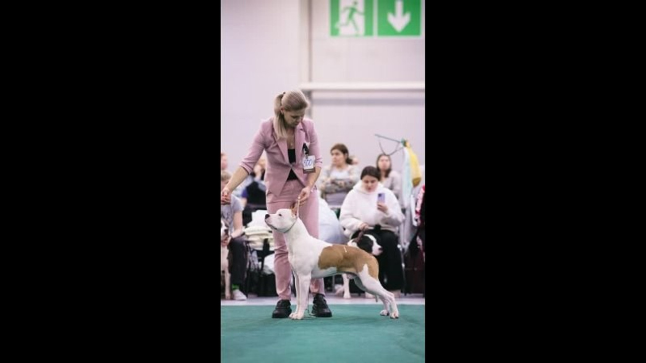 Видео. Фотограф-анималист в Москве Евгения Старостина