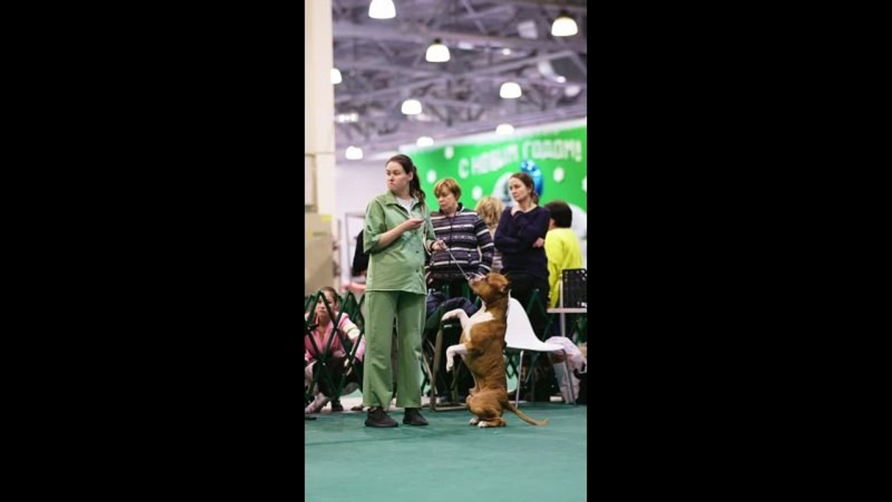 Видео. Фотограф-анималист в Москве Евгения Старостина