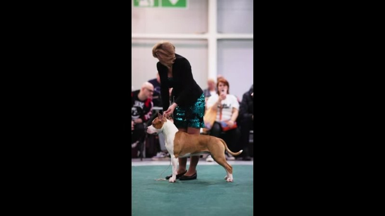 Видео. Фотограф-анималист в Москве Евгения Старостина
