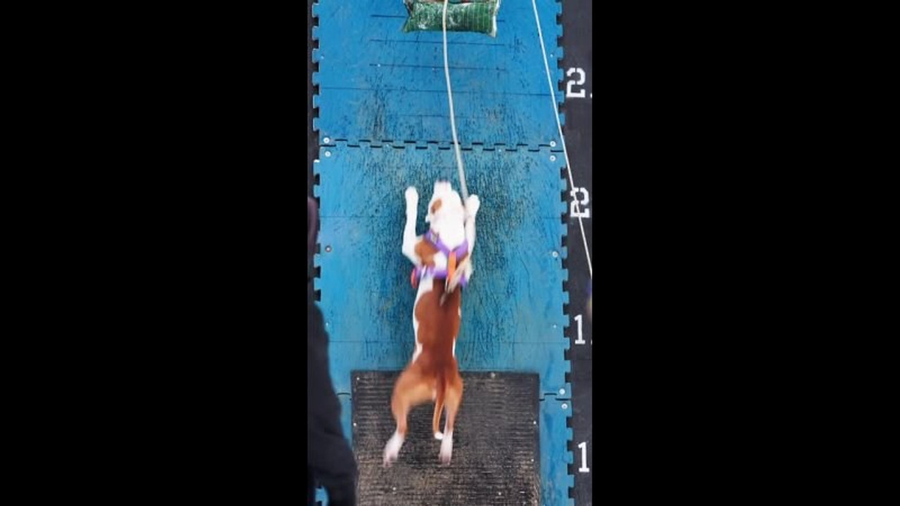 Видео. Фотограф-анималист в Москве Евгения Старостина