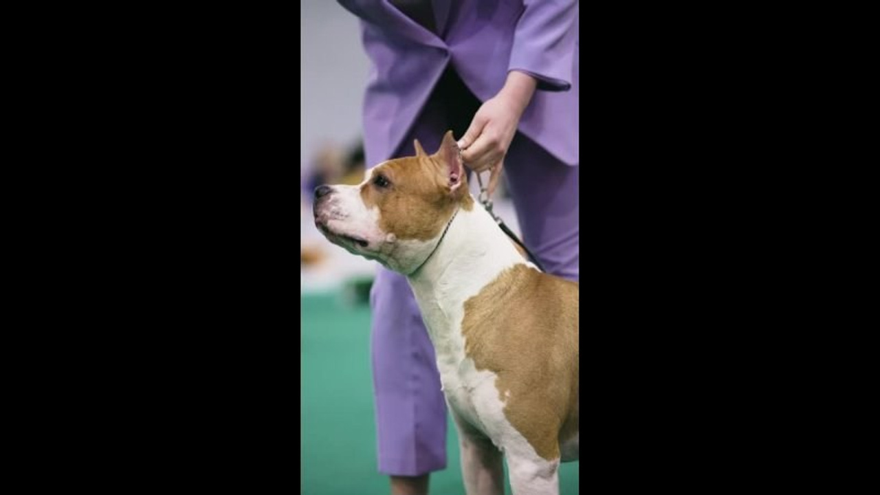 Видео. Фотограф-анималист в Москве Евгения Старостина