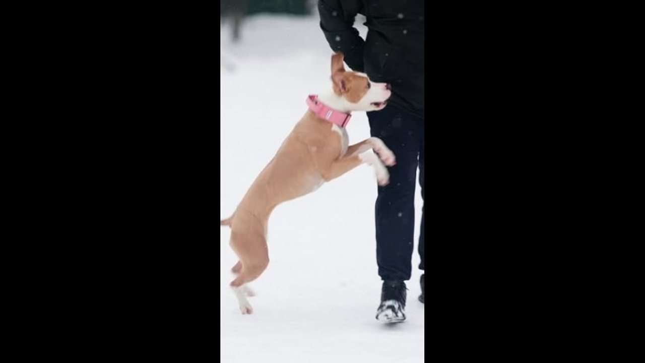 Видео. Фотограф-анималист в Москве Евгения Старостина