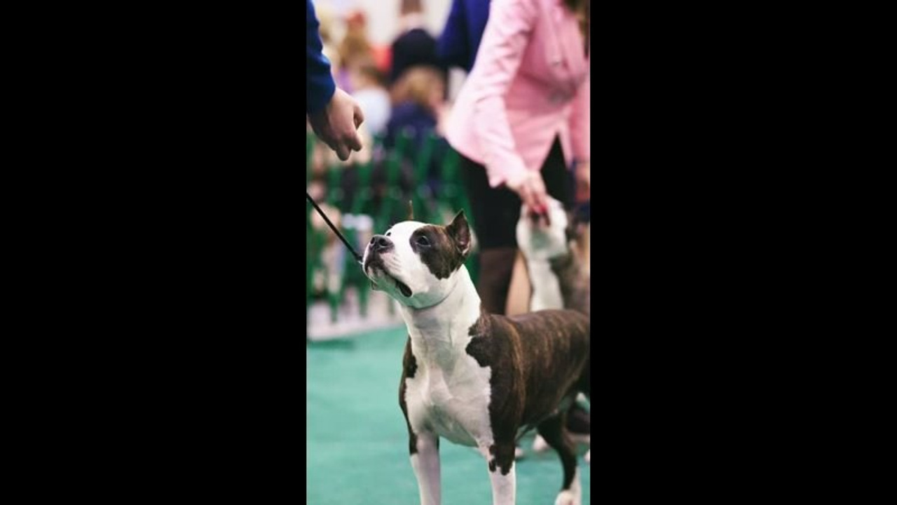 Видео. Фотограф-анималист в Москве Евгения Старостина
