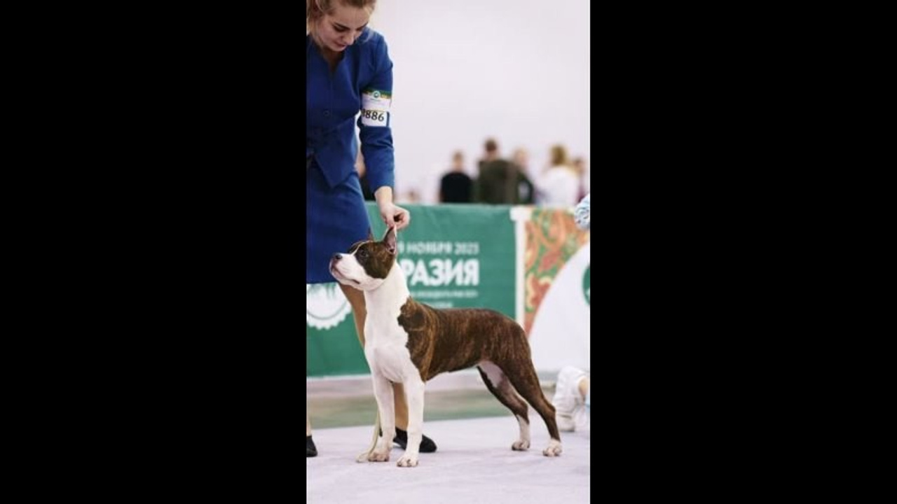 Видео. Фотограф-анималист в Москве Евгения Старостина