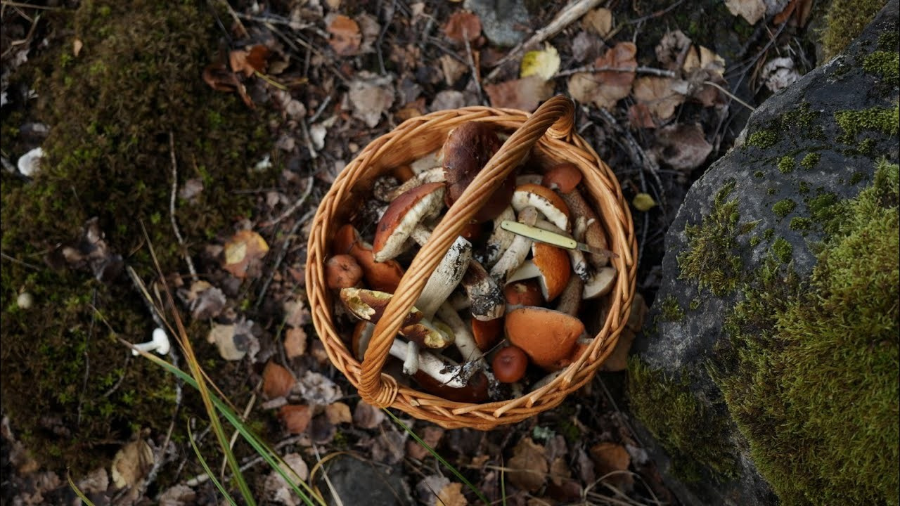 Мой семейный архив. Видеограф в Санкт-Петербурге Анастасия Коок