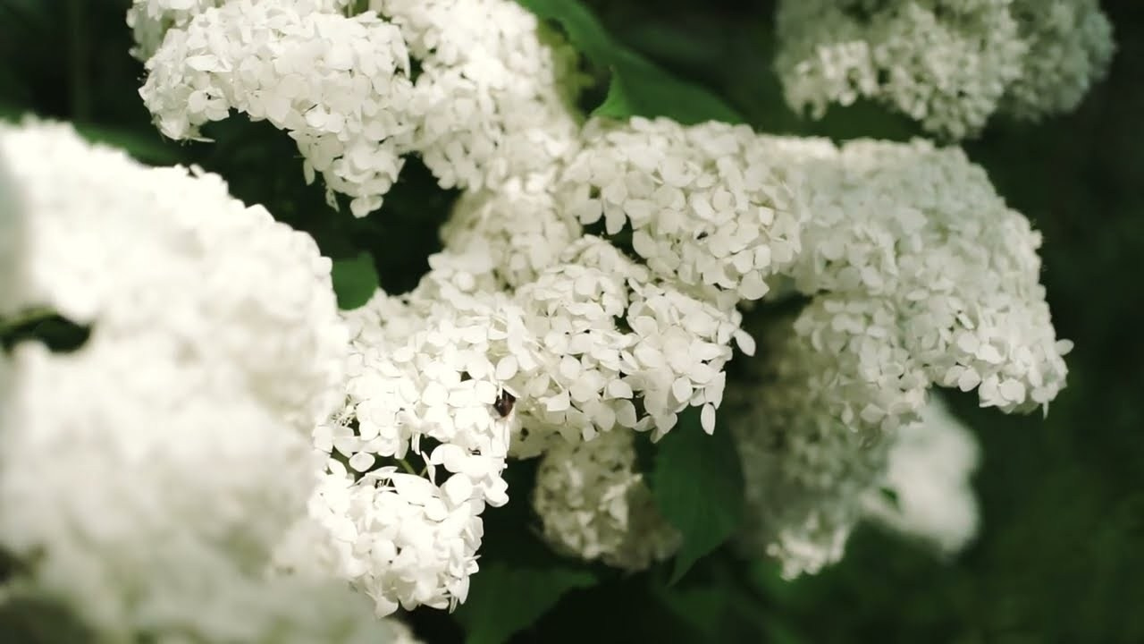 Мой семейный архив. Видеограф в Санкт-Петербурге Анастасия Коок