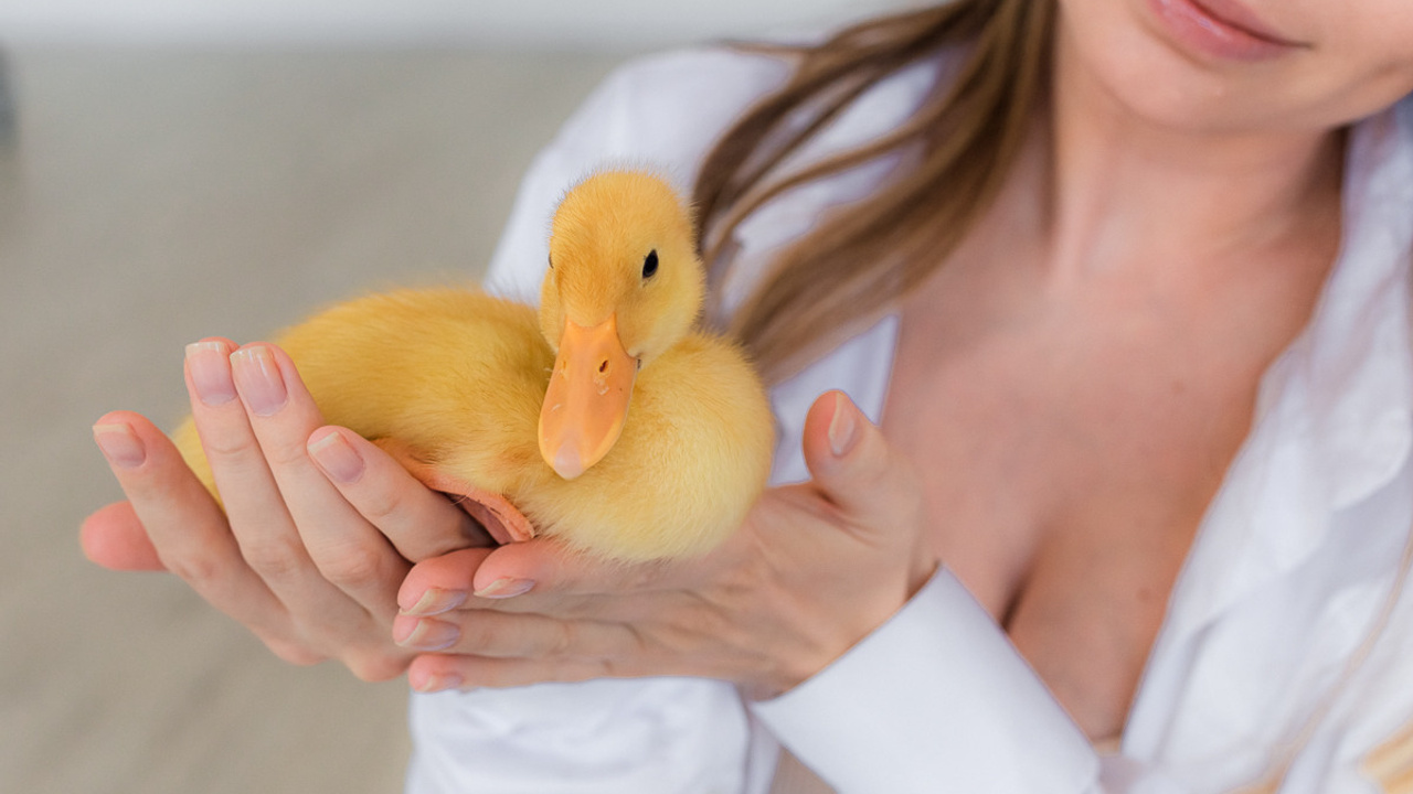 Беременность с утятами