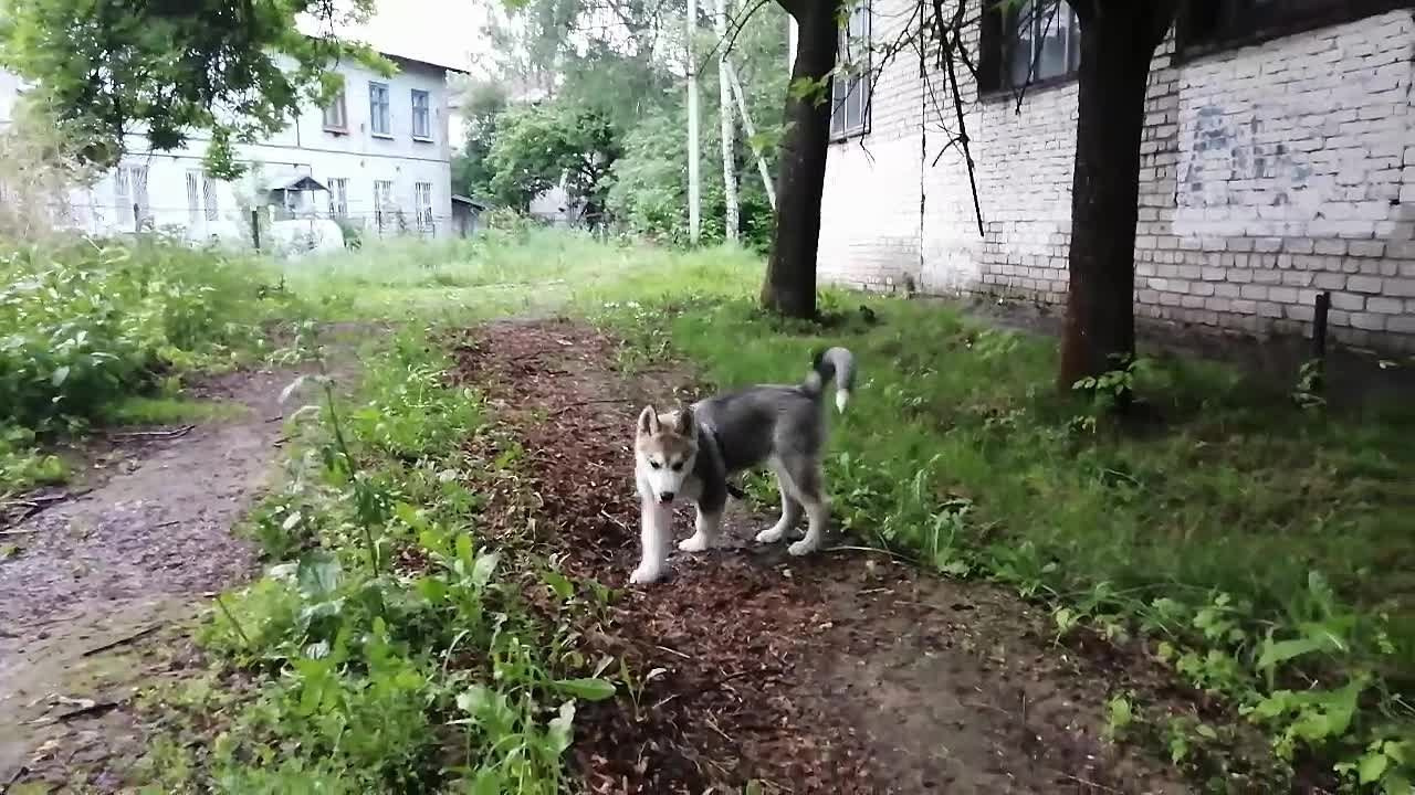 Мои маламуты.Ярик. Лев Постнов.Фотограф. Нижний Новгород