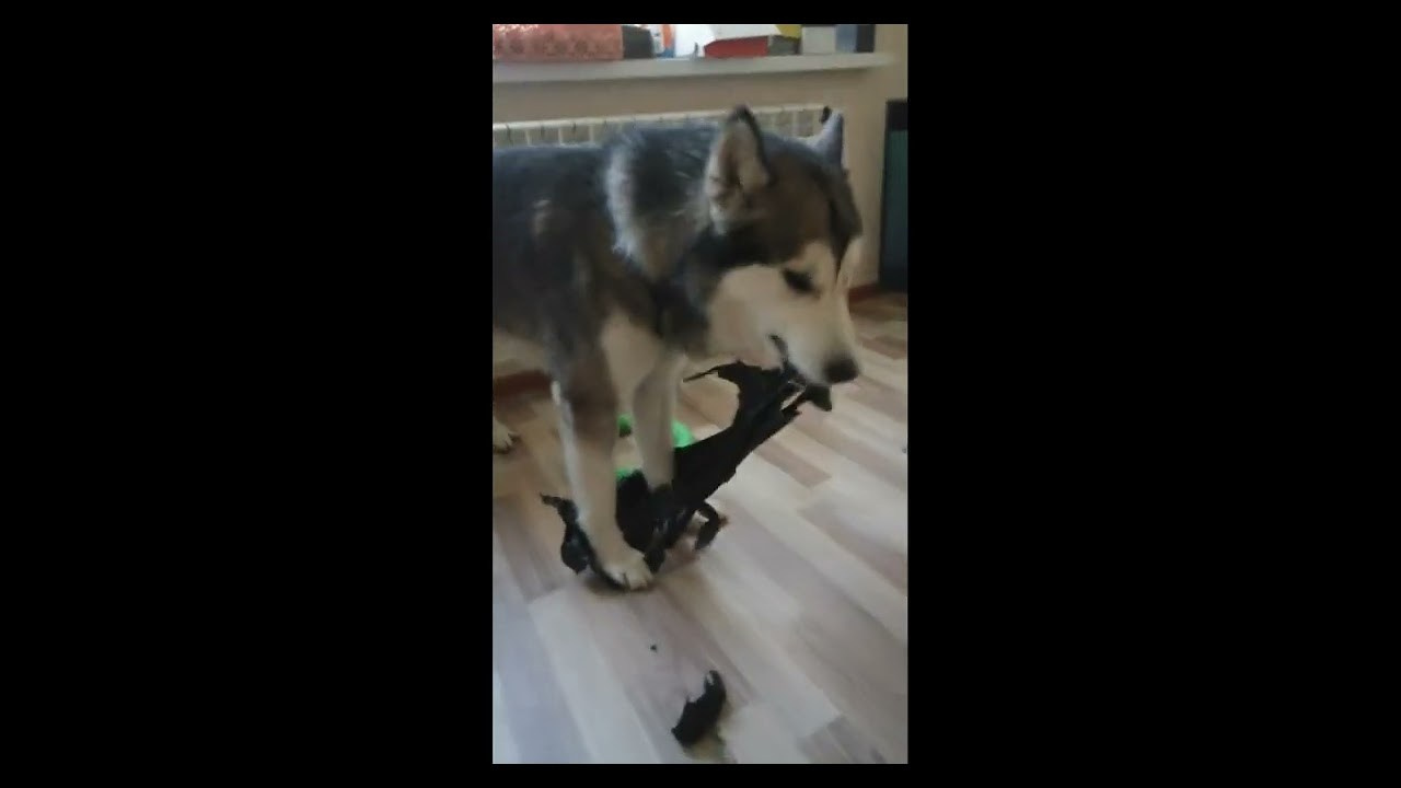 Мои маламуты.Ярик. Лев Постнов.Фотограф. Нижний Новгород