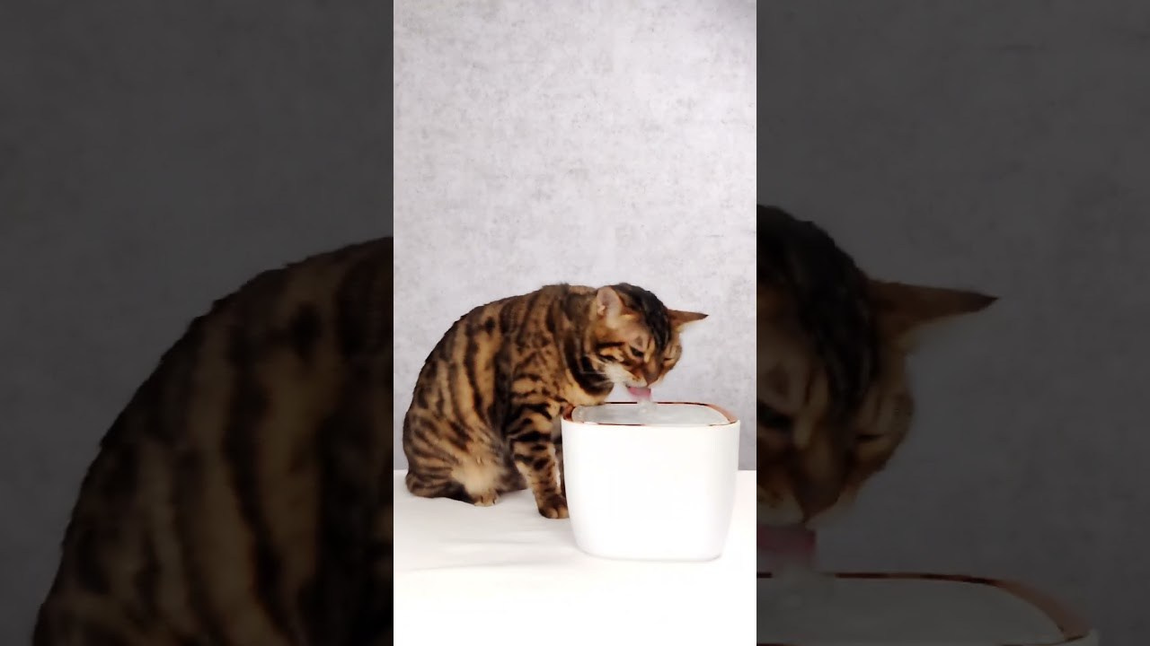 Питьевой фонтан для кошек и собак, для Нины!. Зоофотограф, фотограф животных в Москве и области Дина Дамоцева