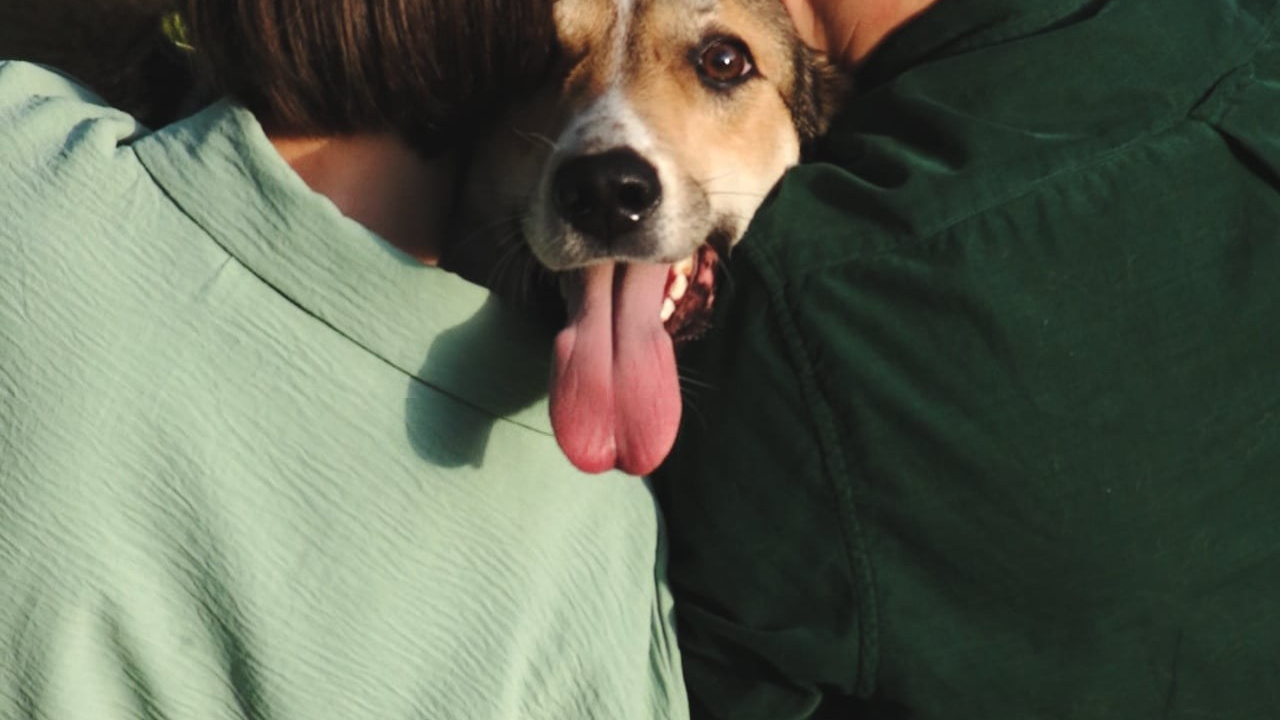 Маша + Сережа + Ластик. Свадебный и семейный фотограф Пушкин Царское Село СПБ Питер Санкт-Петербург и Рязань Ольга Козлова