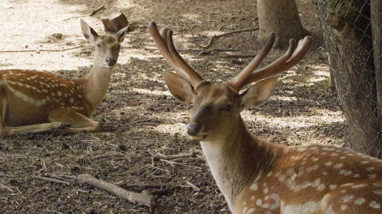 Интерьер видео. Андрей Троицкий фотограф&видеограф в Москве