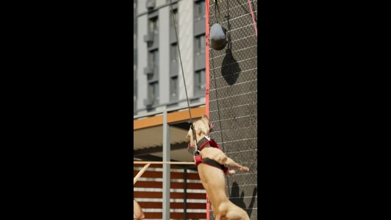 Видео. Фотограф-анималист|Иркутск