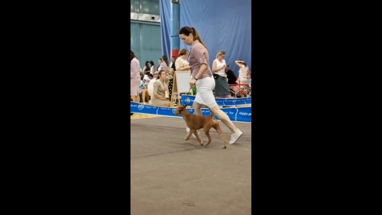 Видео. Фотограф-анималист|Иркутск