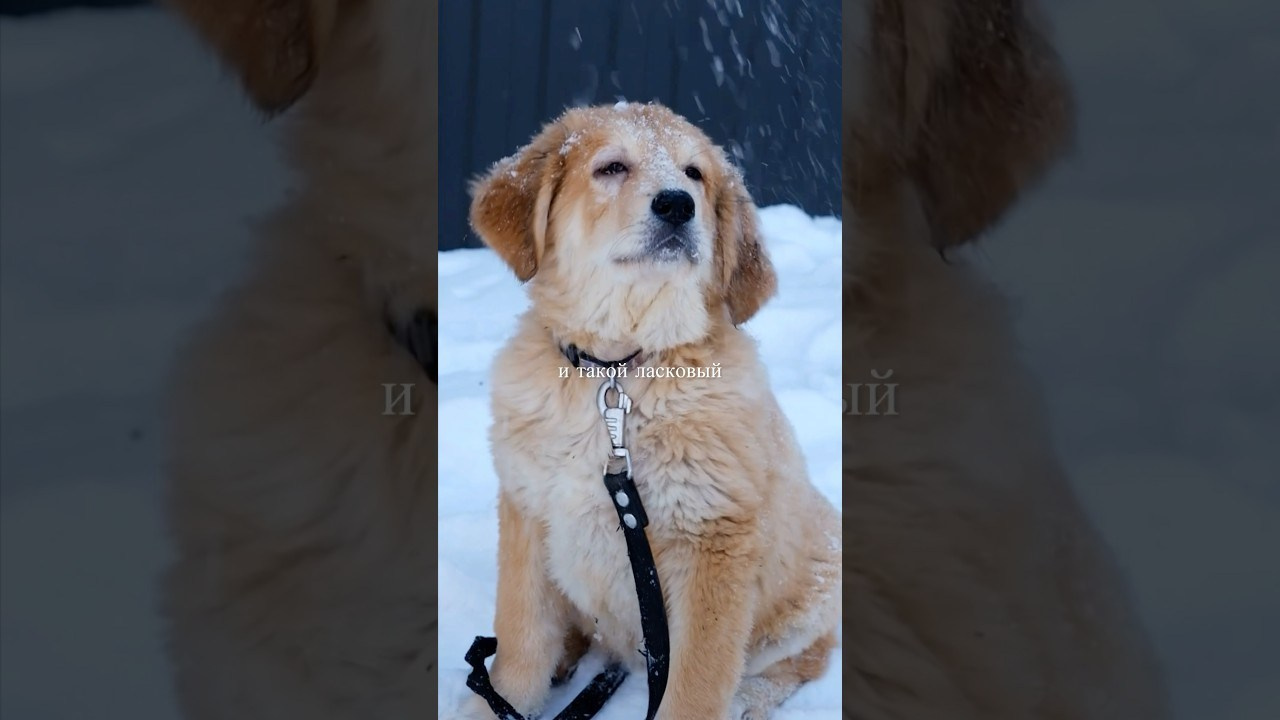 Видео. Кинокадры для тебя. фотограф и стилист по прическам Анастасия Помелова