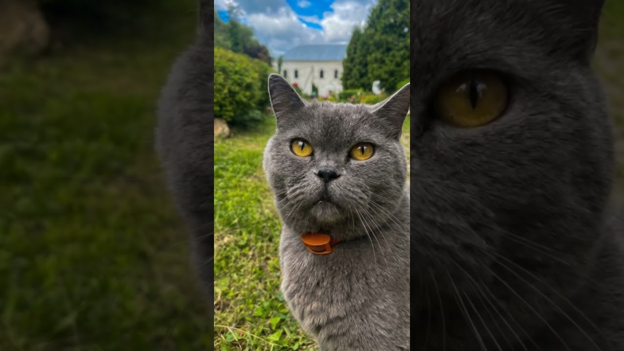 Нейрофотография. Репортажный, интерьерный, студийный фотограф в Москве Михаил Богачев