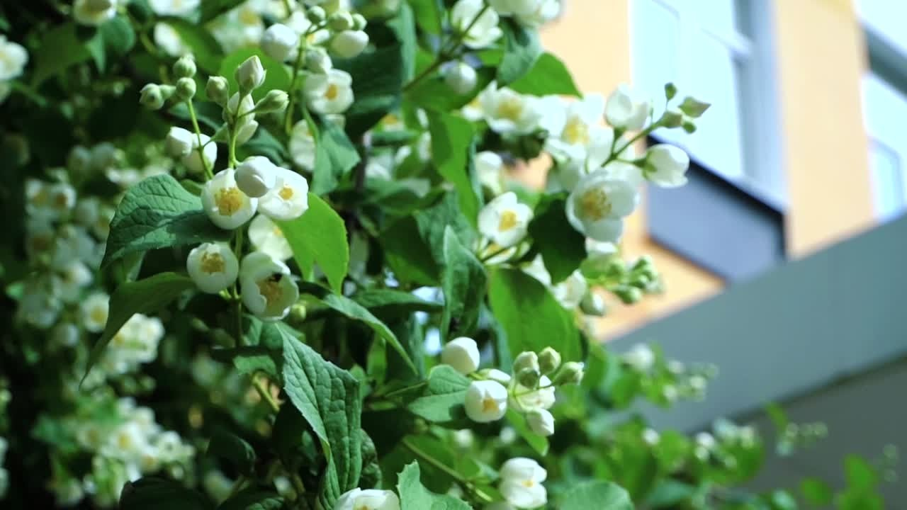 Семейное видео и частное видео