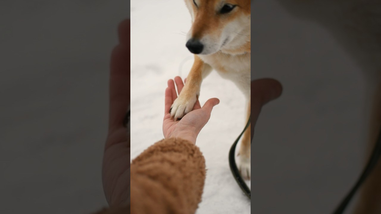 Ханна и Даша. Фотограф-анималист Ксения Шевцова|Москва