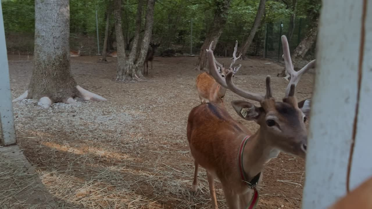 Клип. Фотограф новорожденных в Брянске Анжелика Прохоренкова