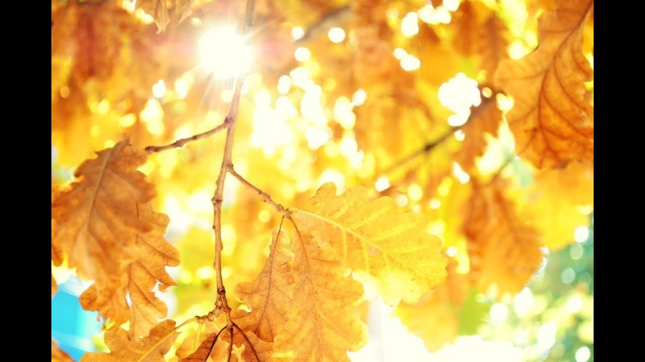 Съемка — разное. Свадебный и семейный фотограф Марина Душаткина