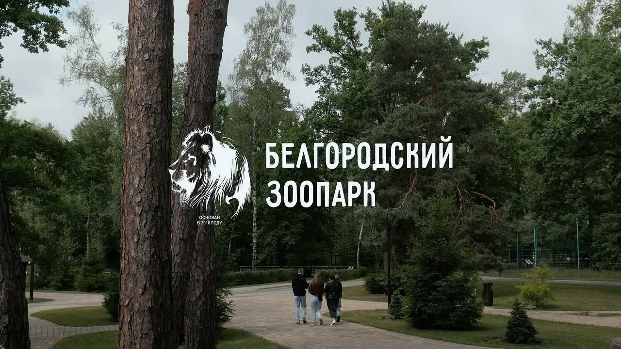 Портфолио (Видео)