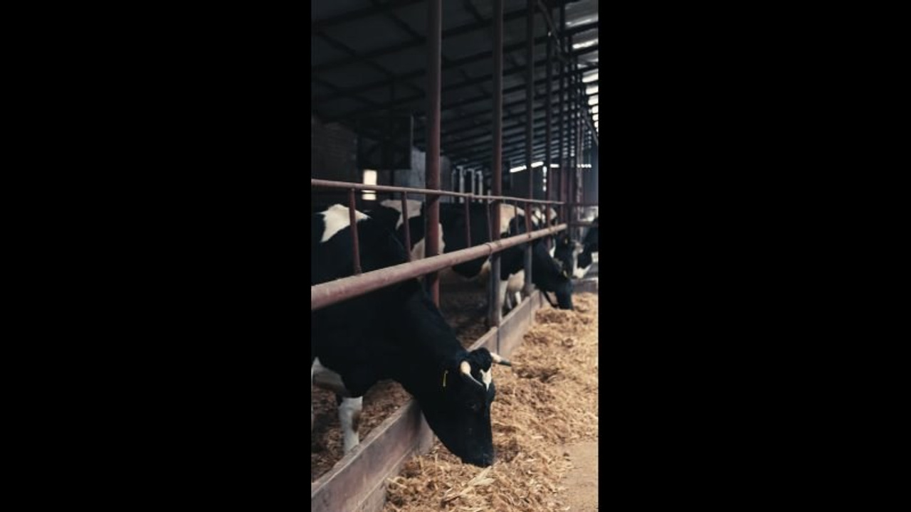 REELS/SHORTS/TIK-TOK. Видеограф Респулибка Башкортостан