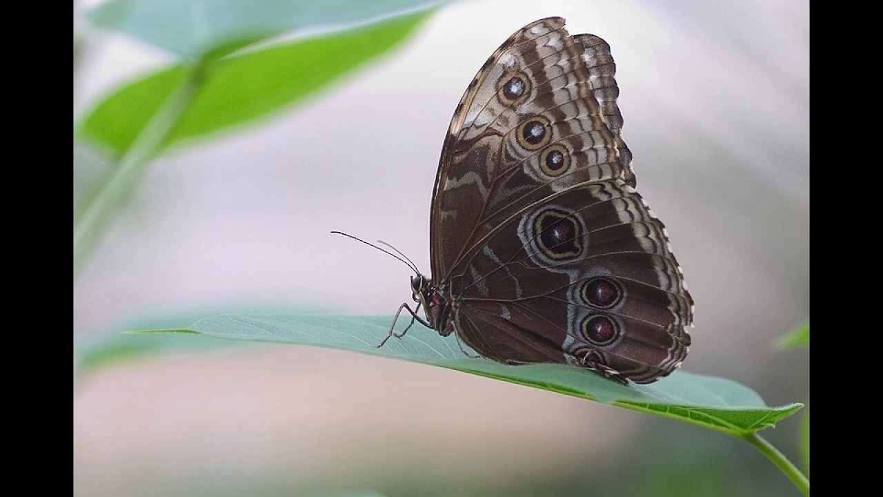 Butterflies slide show. Atmospheric landscapes, horses, butterfies. Alexander Kozhukhov