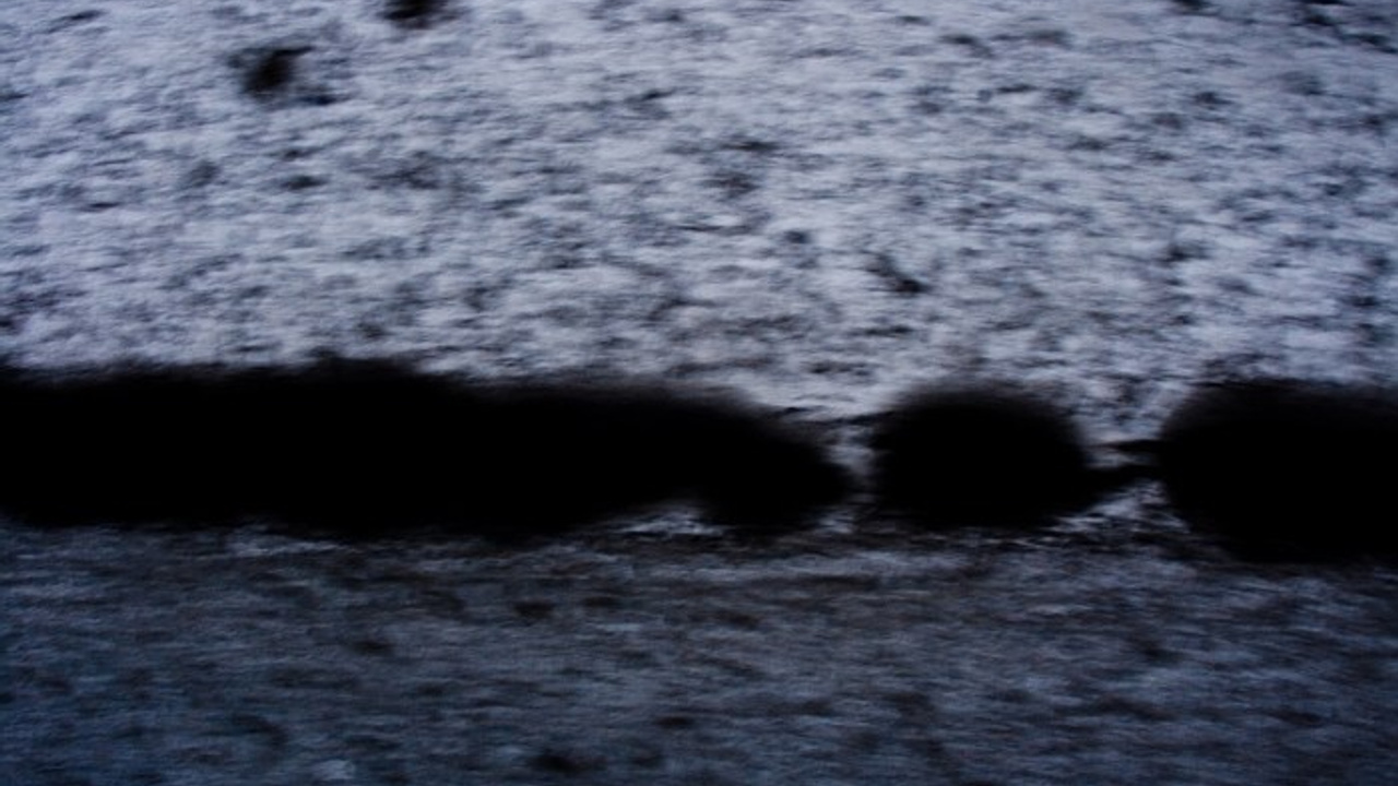 Video. Янина болдырева Yanina Boldyreva