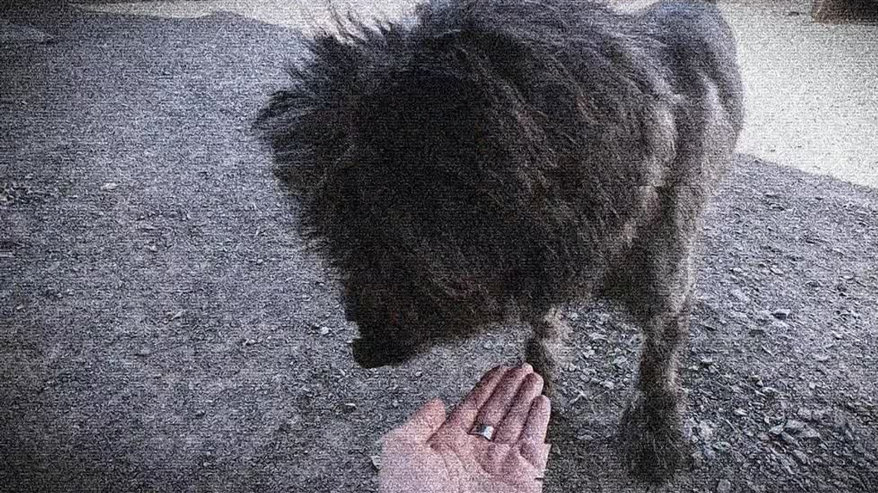 Miscellaneous. Vulpes Vids