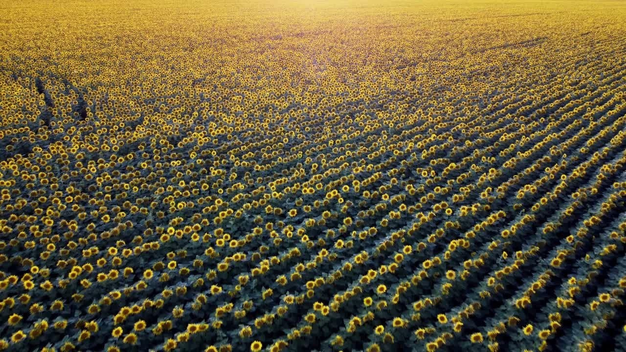 Sunflowers. Фотограф Мартыненко Дмитрий