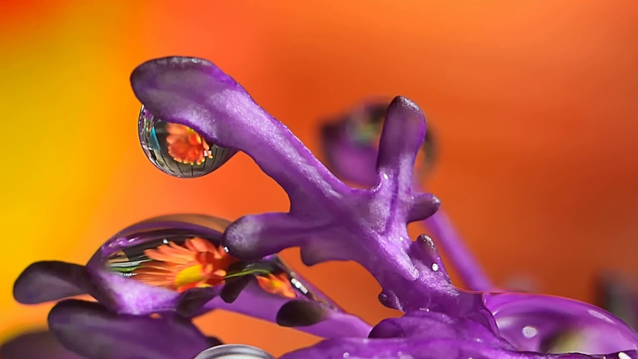 Макро мир фотограф Бокова Галина. Фотограф в Краснодаре и Бишкеке Галина Бокова