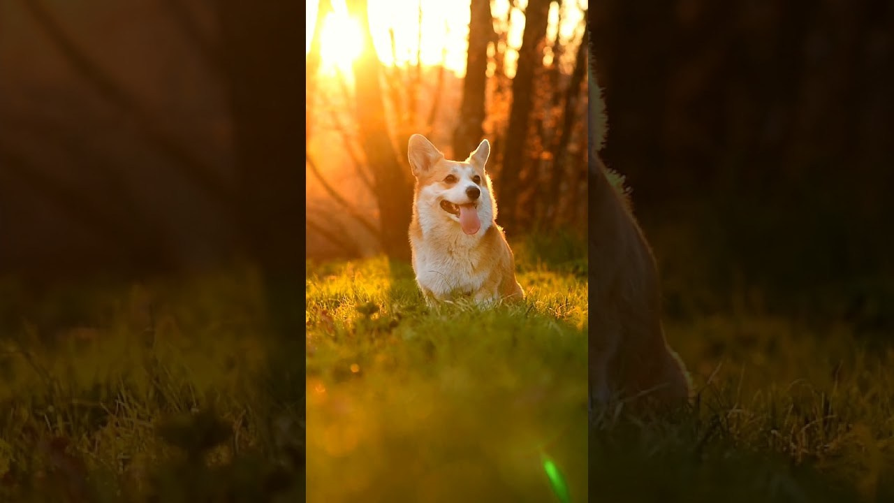 Видео. Фотограф — Анималист | Анна Абрамова