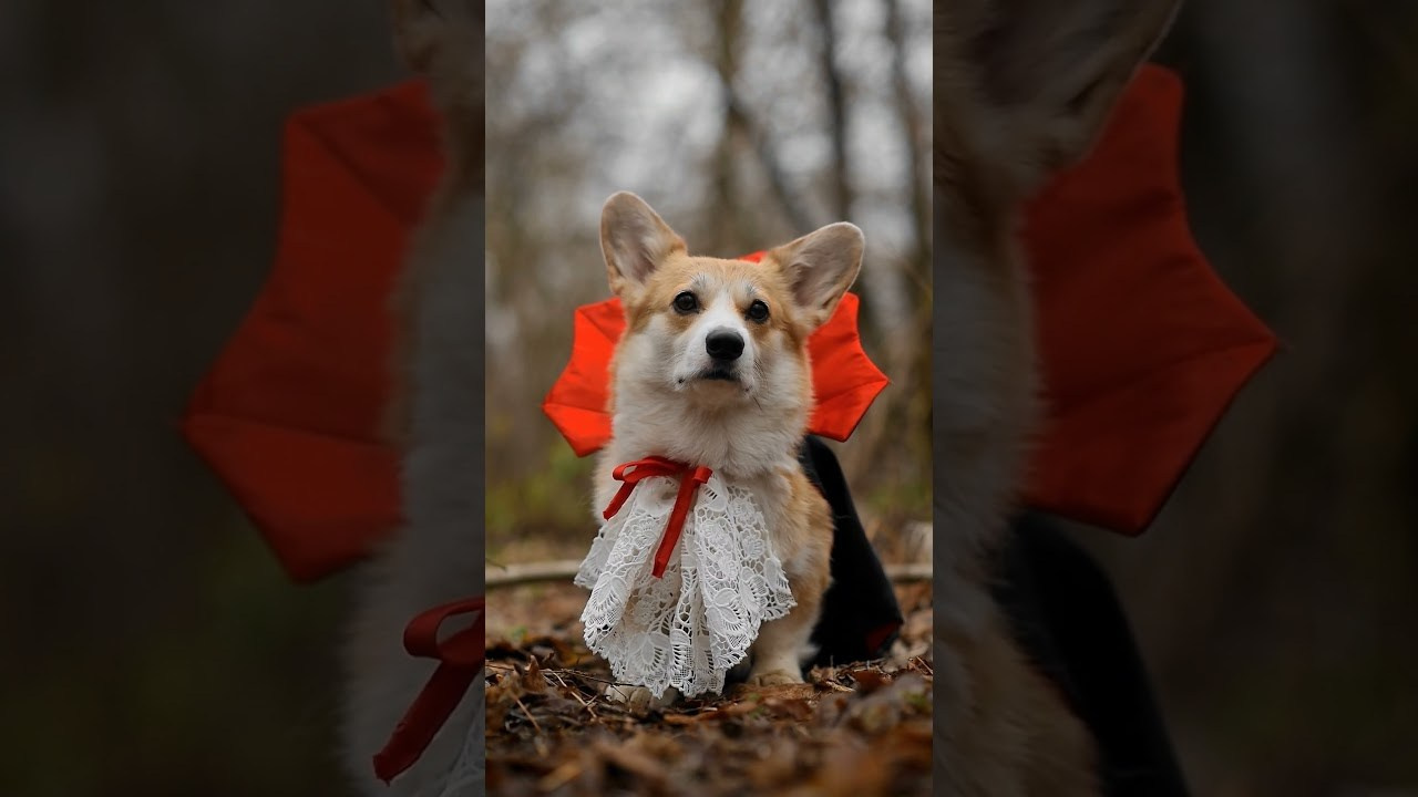 Видео. Фотограф — Анималист | Анна Абрамова