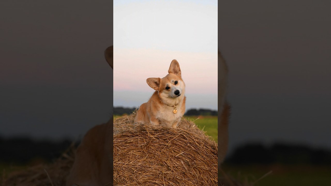 Видео. Фотограф — Анималист | Анна Абрамова