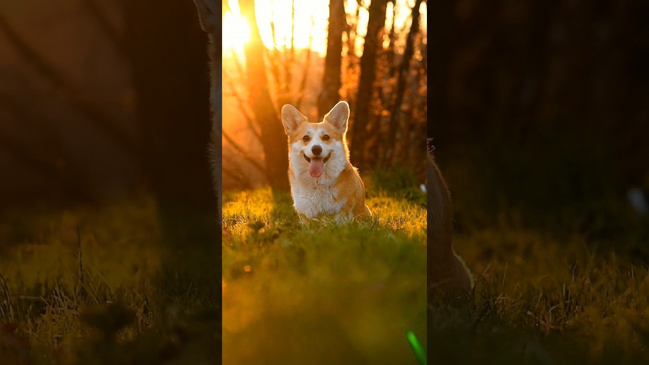 Видео. Фотограф — Анималист | Анна Абрамова