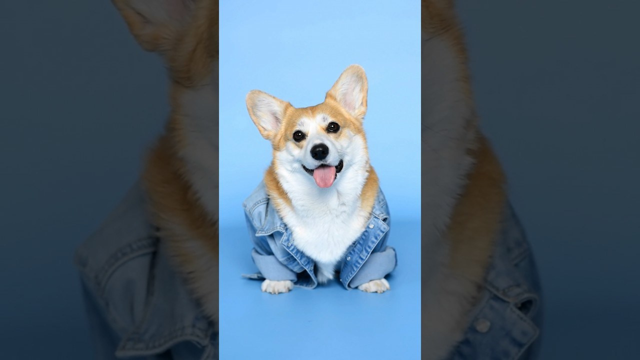 Видео. Фотограф — Анималист | Анна Абрамова