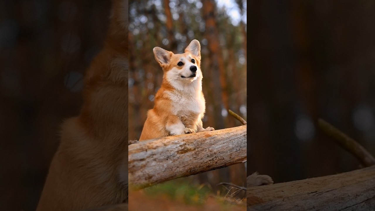 Видео. Фотограф — Анималист | Анна Абрамова