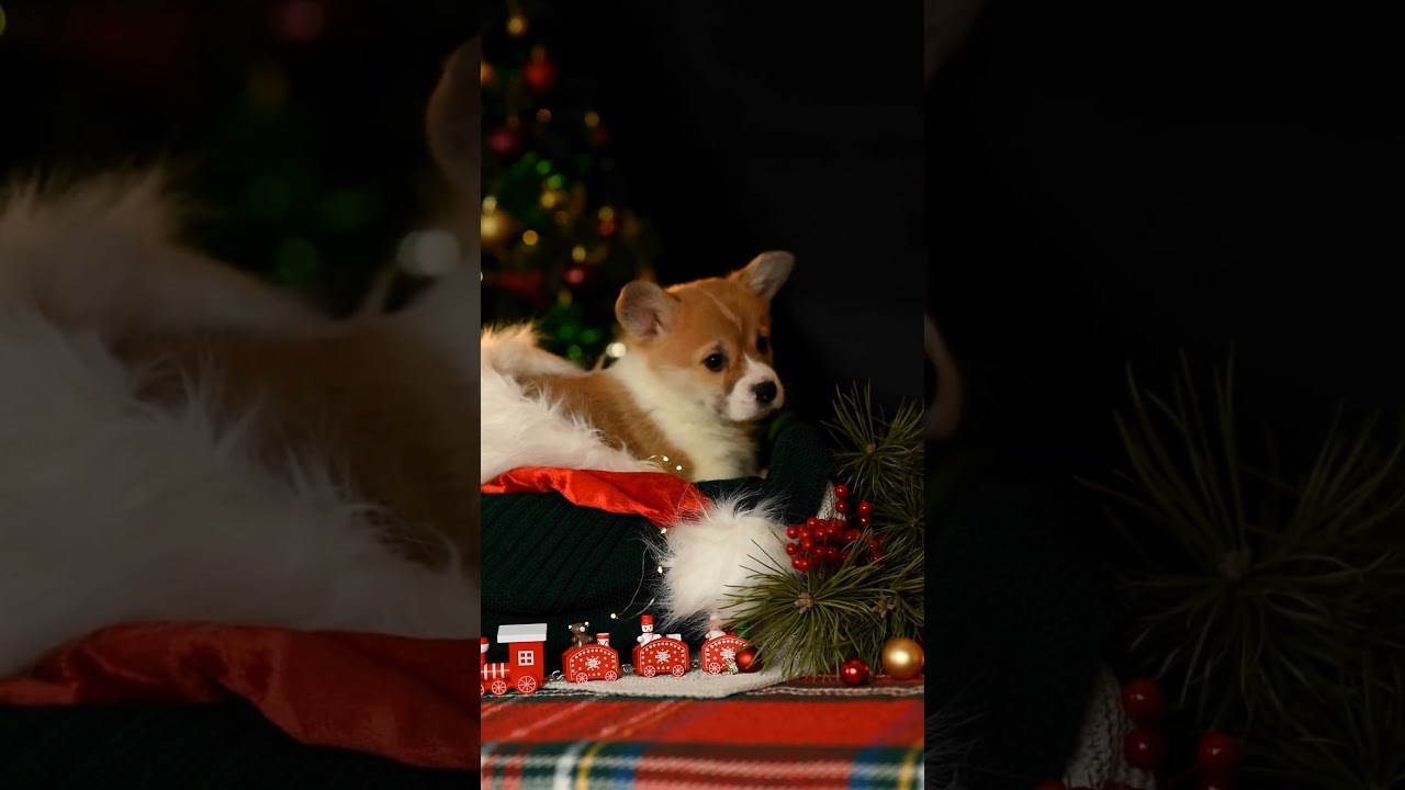 Видео. Фотограф — Анималист | Анна Абрамова