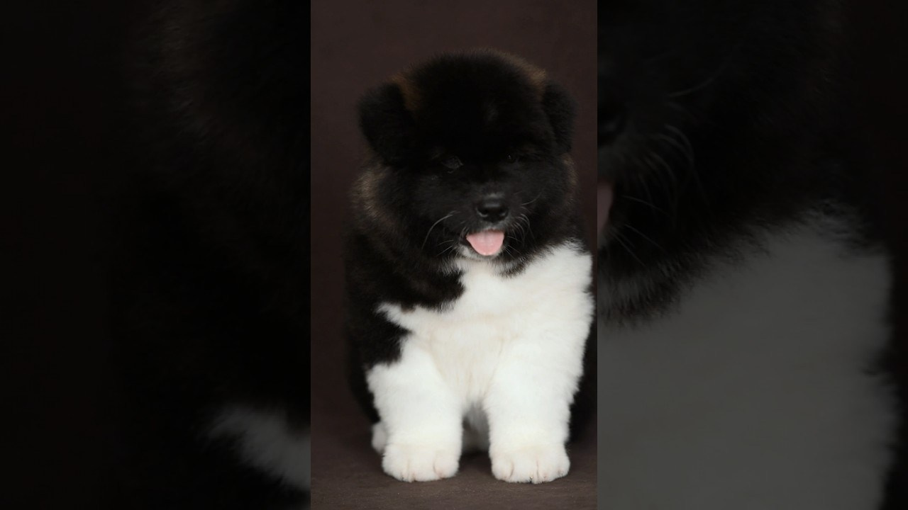 Видео. Фотограф — Анималист | Анна Абрамова