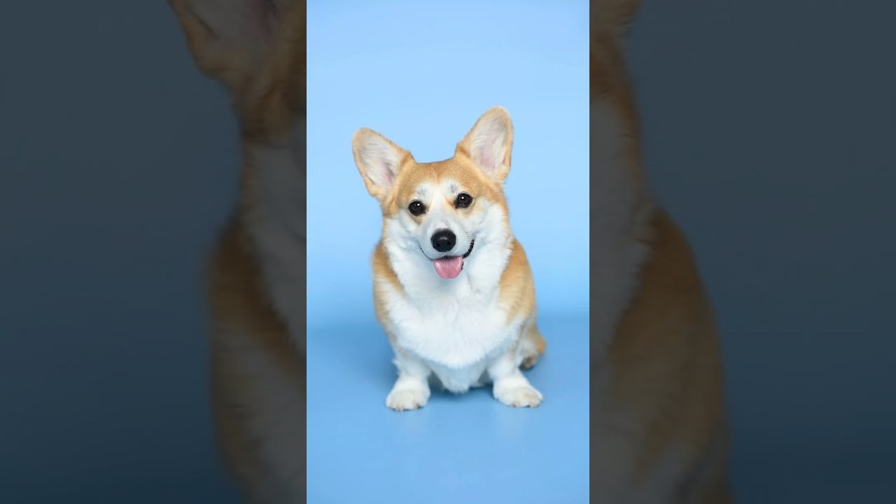 Видео. Фотограф — Анималист | Анна Абрамова