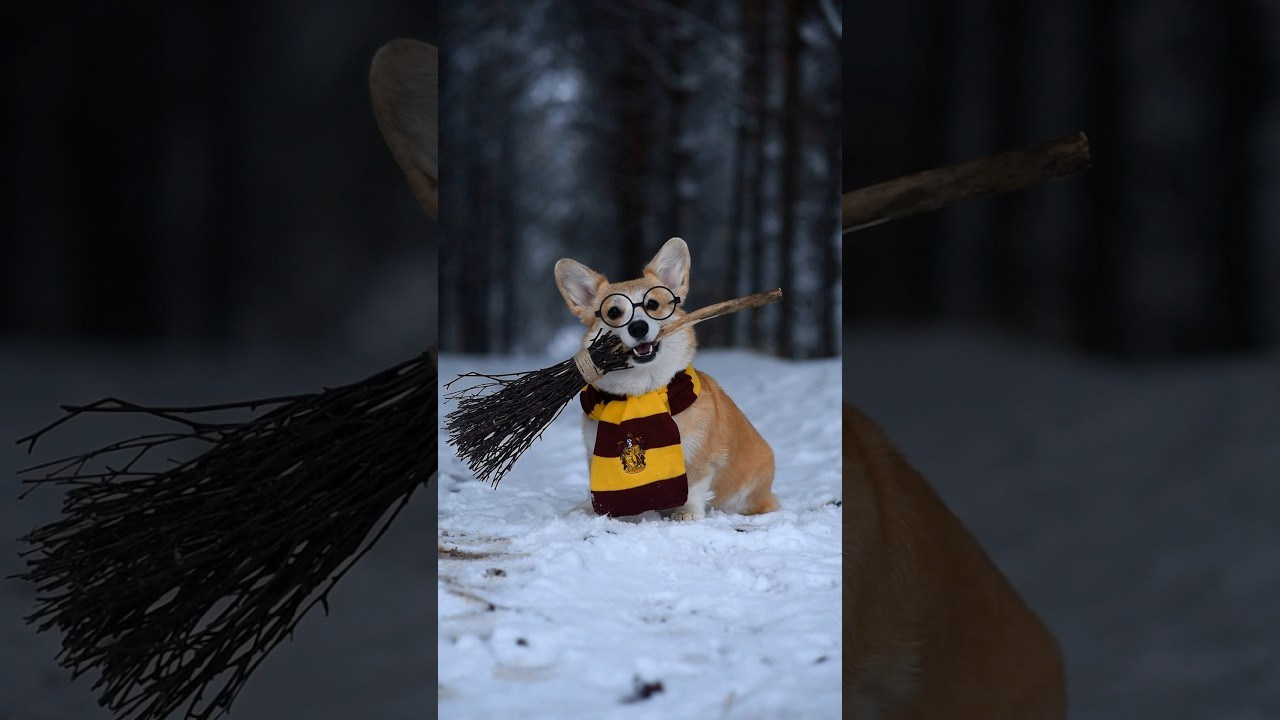 Видео. Фотограф — Анималист | Анна Абрамова